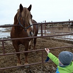 Воспитанники воскресной школы города Котельнича и их родители посетили конную ферму